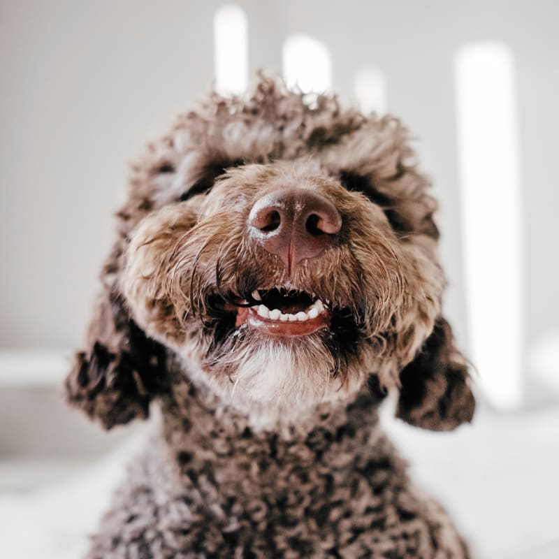 Pet Dentist in Exeter
