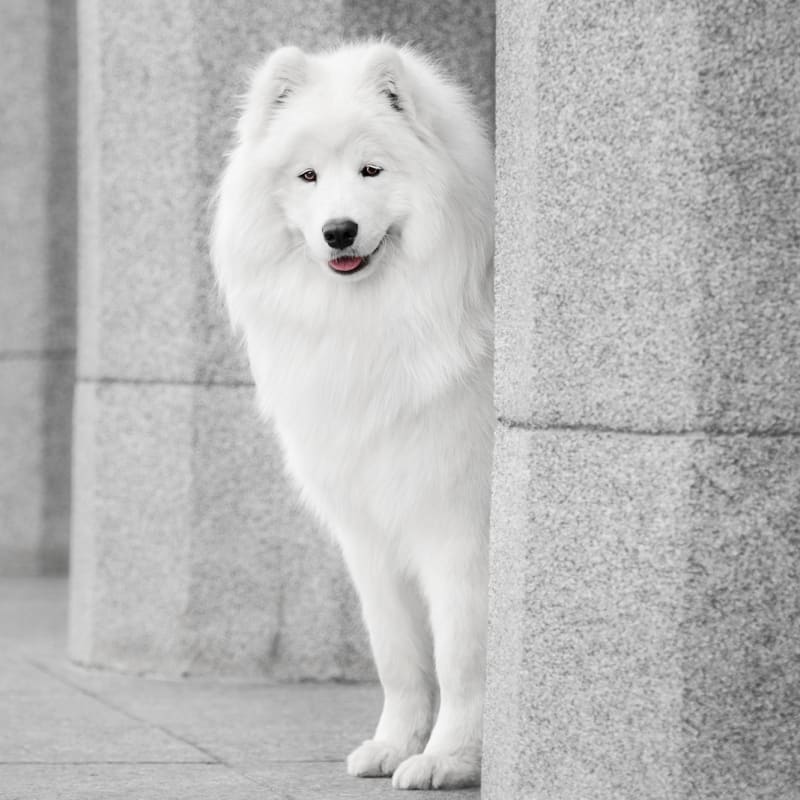 Senior Dog Care in Exeter