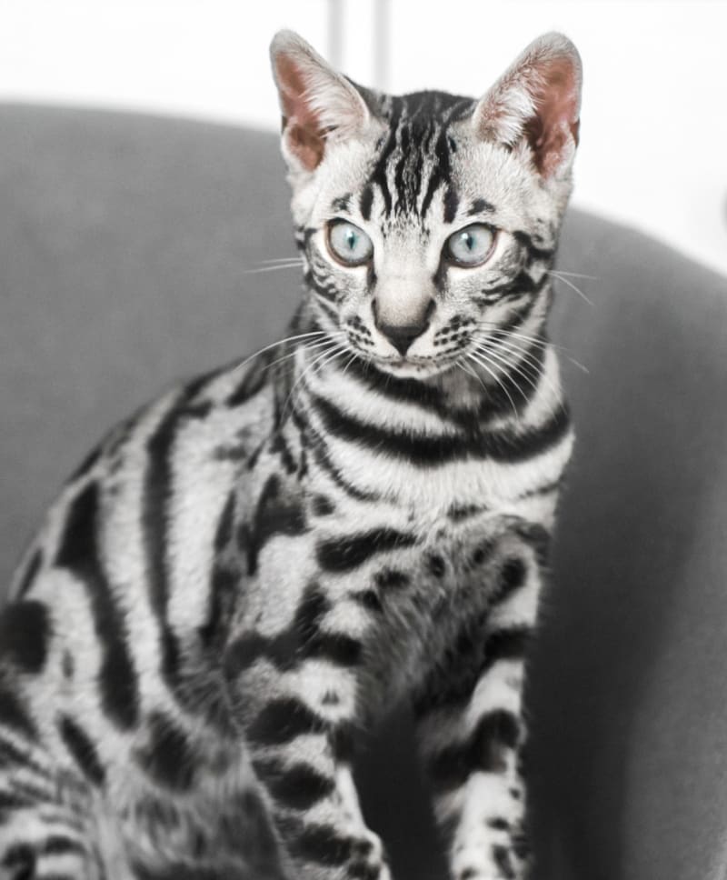 black and white cat at vet clinic
