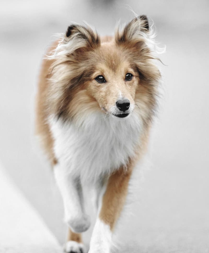 brown dog at animal clinic