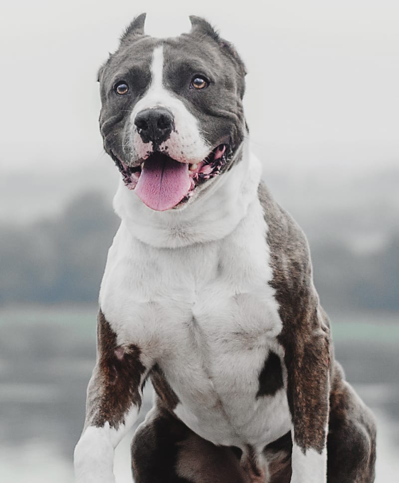 dog after vet visit