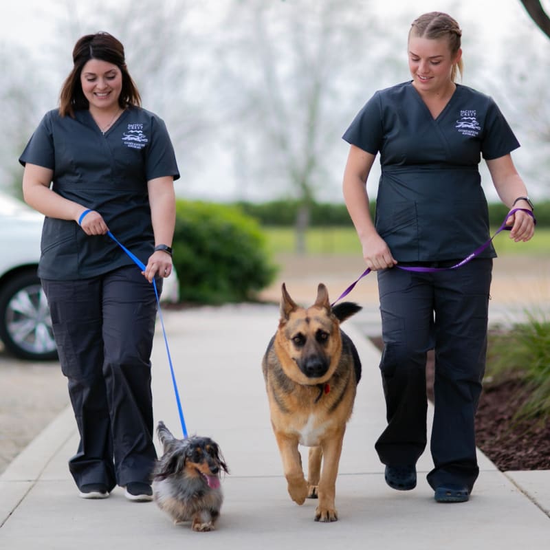 Community Outreach, Exeter Vet