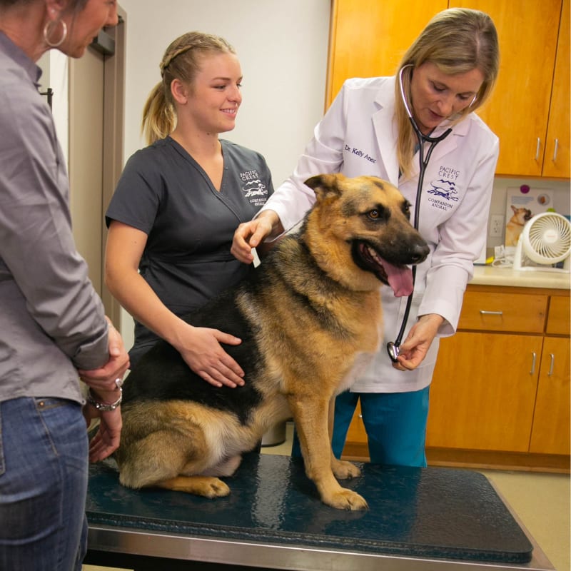 Cat & Dog Wellness Exams, Exeter