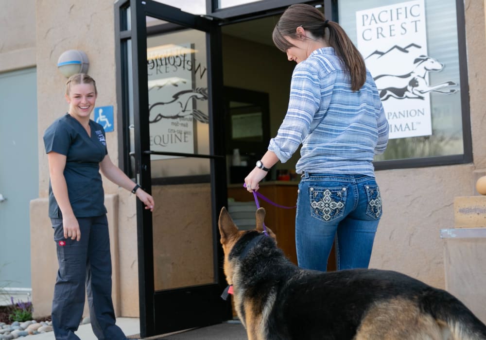 German shepherd arriving to Our Exeter Animal Hospital