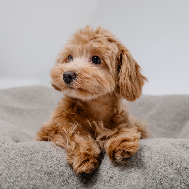 Kitten & Puppies Vet Care in Exeter