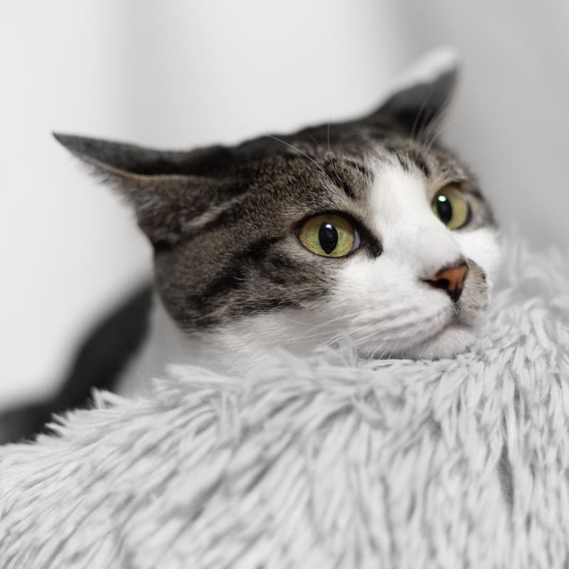Cat After Soft Tissue Surgery in Exeter