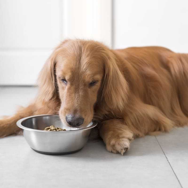 dog eats lunch after spaying and neutering