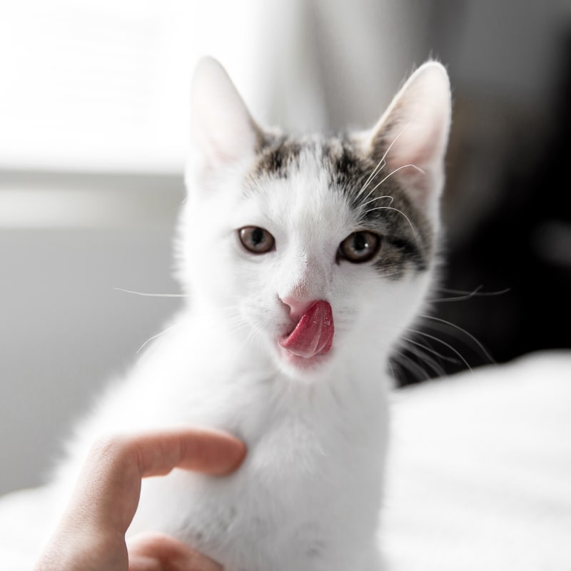 Spay & Neuter in Exeter