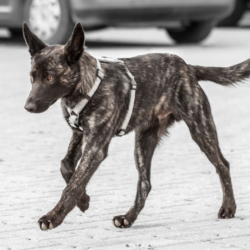 Treatment & Dog Physical Therapy in Exeter