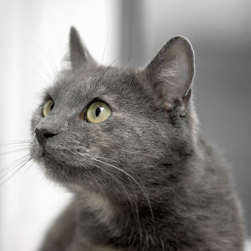 Pet Vaccinations in Exeter