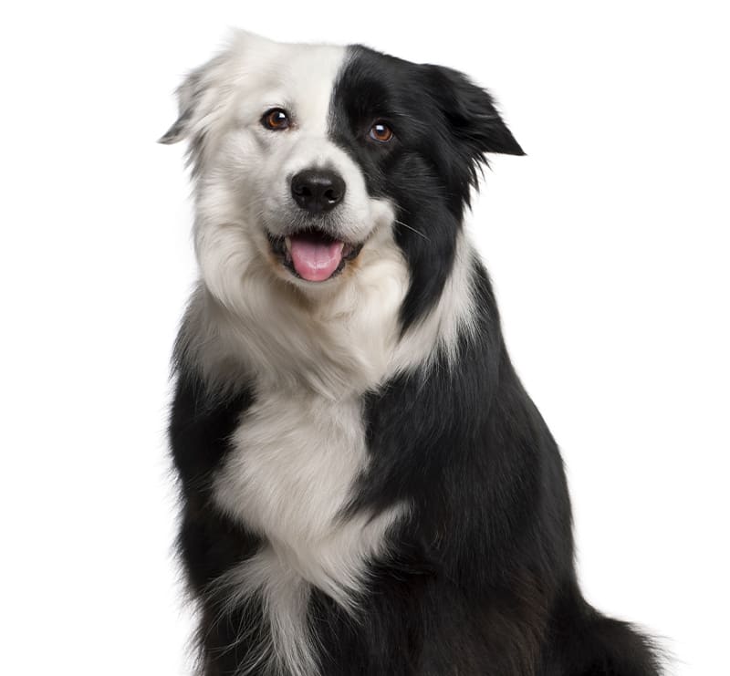 X-Large Dogs, Pacific Crest Companion Animal Veterinary Hospital